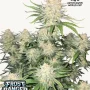 Насіння конопель FROSTBANGER Auto™ від Fast Buds